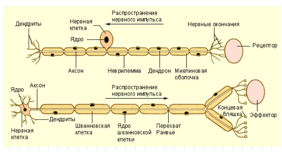 Схема передачи нервного импульса