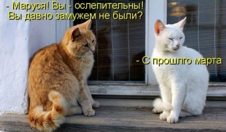 Мартовские котики-9