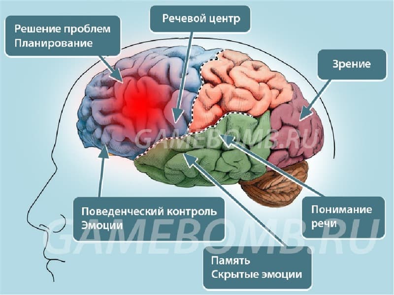 Разоблачены мифы о работе мозга