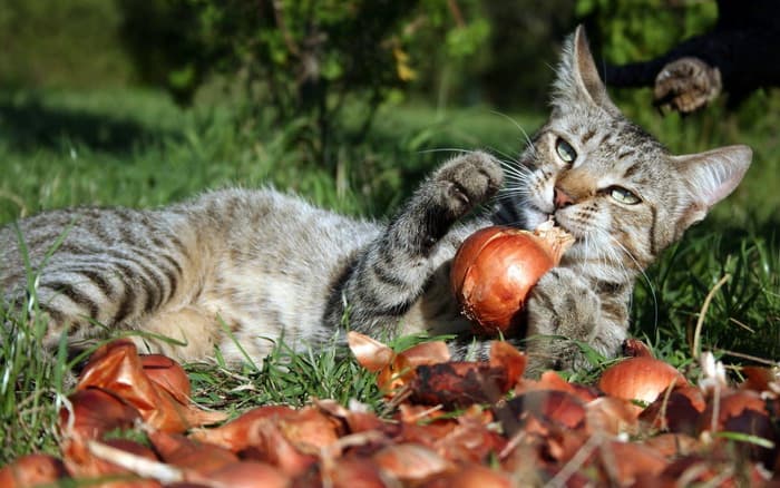 Кот ухаживает за луком