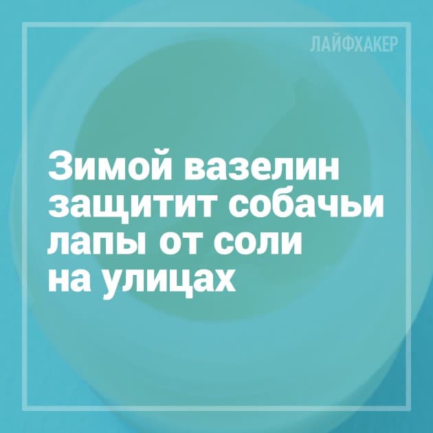 Вазелин защитит собачьи лапы