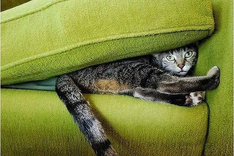 Кошка спряталась в диване Кошка спряталась в диване