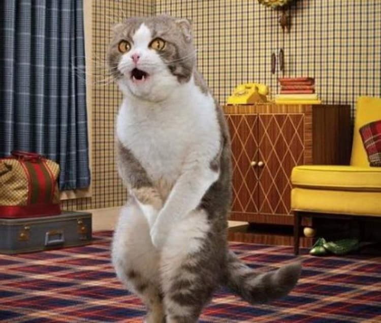 Кот хочет писать Кот хочет писать