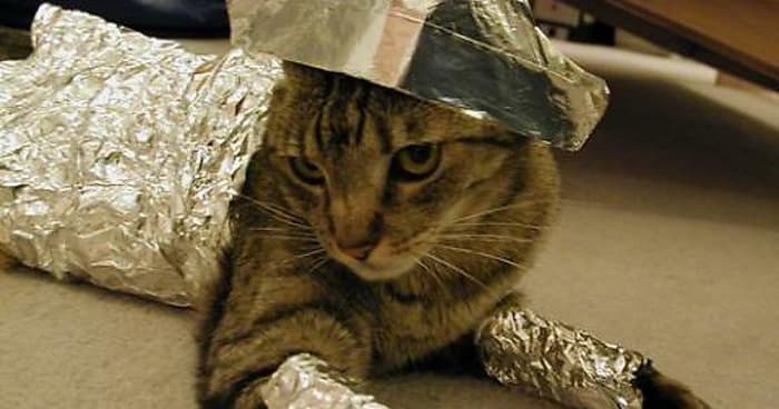 Кошка-фри