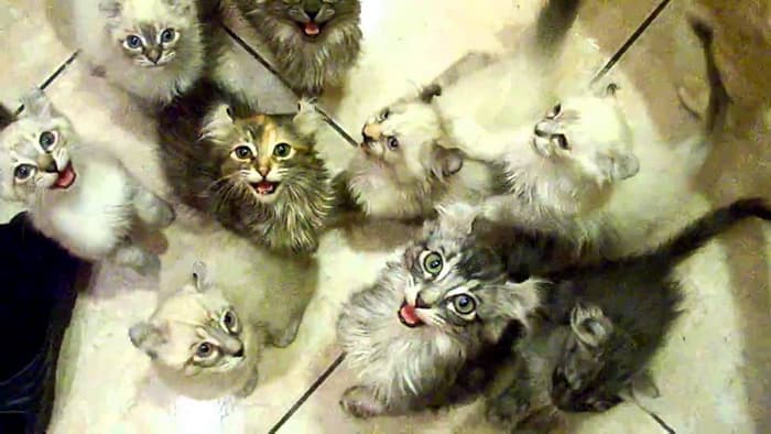 Куча котят
