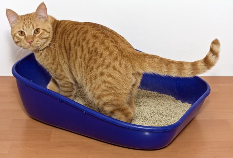 Кот и чистота лотка Кот и чистота лотка