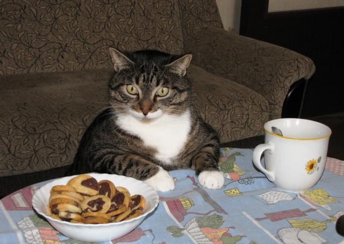 Кошка за столом