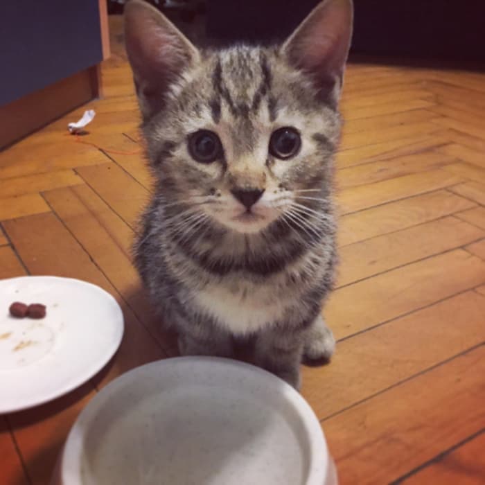 Кошка Киса