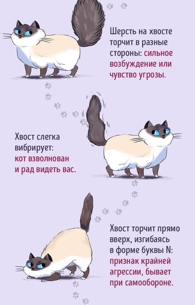 Кот и его хвост Кот и его хвост
