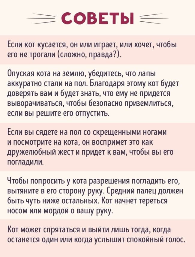 Советы по котоводству Советы по котоводству