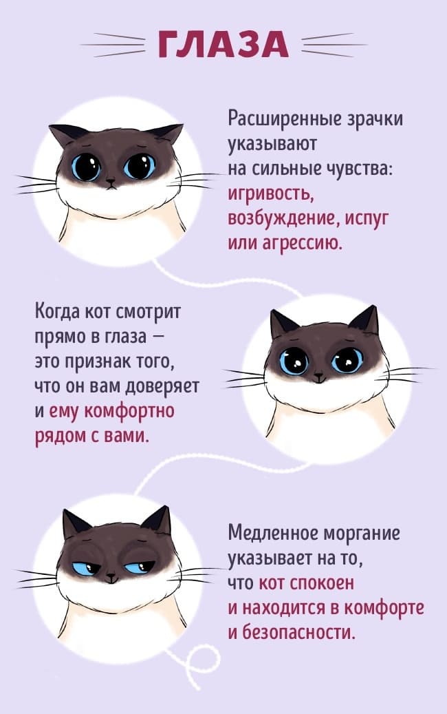 Кот и его глаза Кот и его глаза