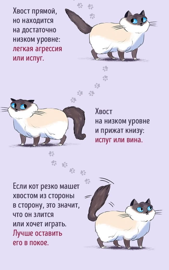 Кот и его хвост Кот и его хвост