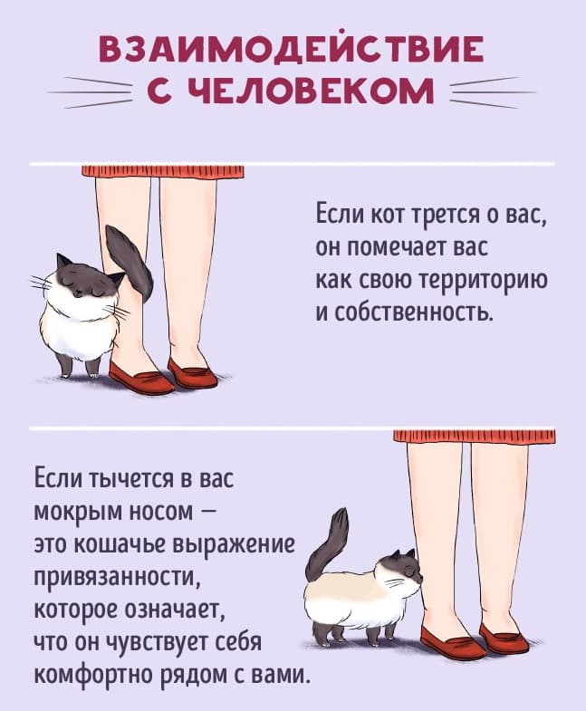 Взаимодействие с человеком Взаимодействие с человеком
