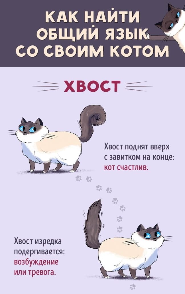 Кот и его хвост Кот и его хвост